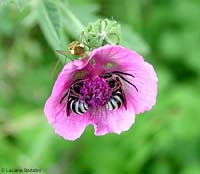 Due imenotteri al risveglio dentro un fiore