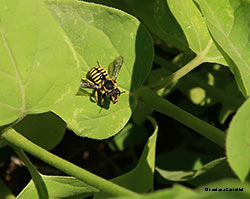 Megachilinae Anthidium sp.