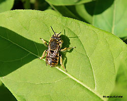 Anthidium sp.