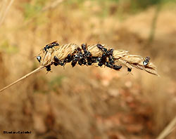 Gruppo di Hylaeus su una spiga 