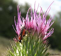 Braconidae rosso-nero