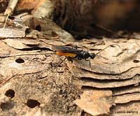 Braconidae rosso-nero dal lungo ovopositore