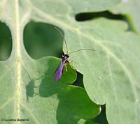 Braconidae sp.