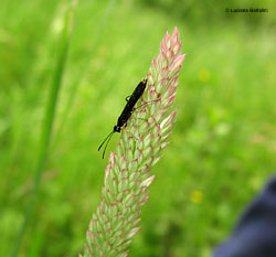 Cephidae scuro