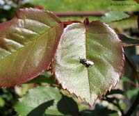 Chalcididae dalle zampe storte