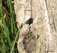 Imenottero Chrysididae sp.