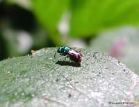 Chrysididae dal corpo verde brillante