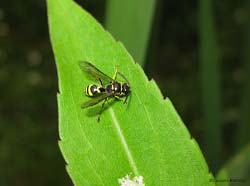 piccolo Crabronidae - Gorytes sp.