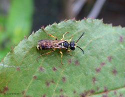 Imenottero Cerceris sp.