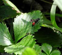 Pompilidae sp.