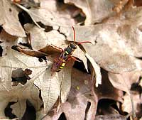 Nomada sp.