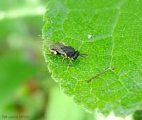 Imenottero Brachymeria sp.
