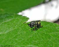 piccolissimo Chalcididae sp.