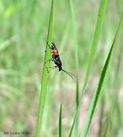 Tenthrèdinide sp.