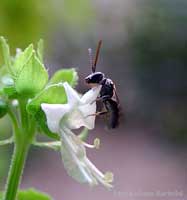 vespino che si posa su un fiore di basilico