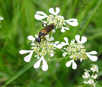 Famiglia Tenthredinidae