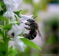 Vespa tra un fiore di basilico