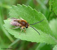 Anthophoridae sp