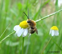 Anthophoridae sp