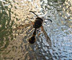 Eumenes sp. vespa dal vitino stretto