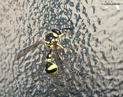 Eumenes sp.