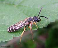 Halictus scabiosae