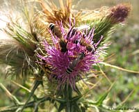 Halictus sp.