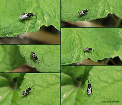 piccolissimo Chalcididae sp.