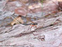 Rhyssa persuasoria