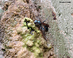 Sphecidae Chalybion sp.