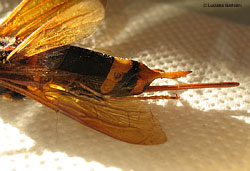 Urocerus sp.