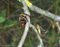 Vespa crabro e Panorpa