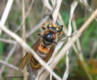 Vespa crabro