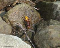 Vespa crabro