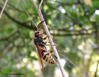 Vespa crabro