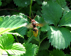 Vespa crabro su una foglia di fragola