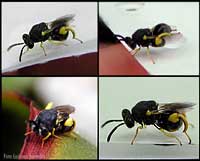 Imenottero Brachymeria tibialis