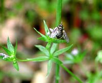 Cimbicidae sp.