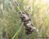 Hylaeus in gruppo unito