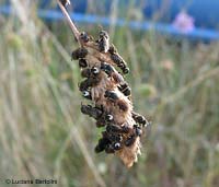 gruppo di Hylaeus su una spiga