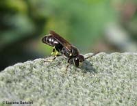 Imenottero Hylaeus sp.