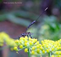 Gasteruption jaculator su fiori di finocchio selvatico Gasteruption jaculator su fiori di finocchio selvatico
