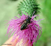 Megachila sp.