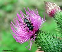 Megachila sp.