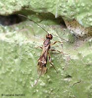 Braconidae sp. Spathius elegans