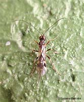 Braconidae sp. Spathius elegans