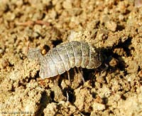 Armadillidium vulgare - porcellino di terra