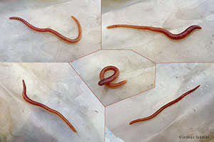 Lumbricus terrestris