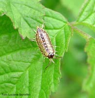 Philoscia muscorum