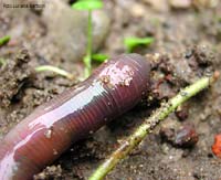 Lumbricus terrestris